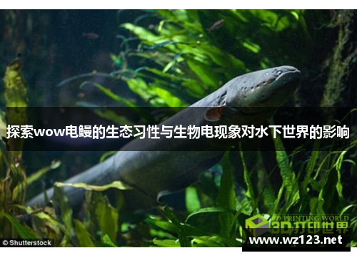 探索wow电鳗的生态习性与生物电现象对水下世界的影响