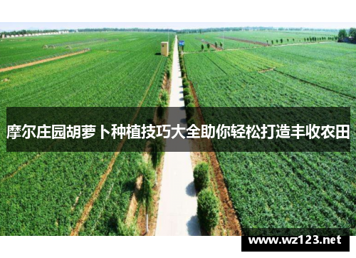 摩尔庄园胡萝卜种植技巧大全助你轻松打造丰收农田